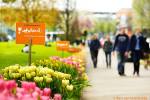 holland tulpen